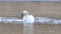 Cygnus columbianus columbianus