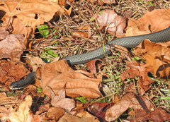 Coluber constrictor constrictor