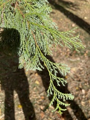 Cupressaceae