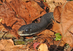 Coluber constrictor constrictor