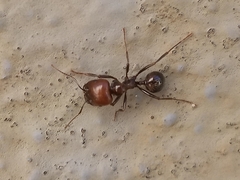 Messor barbarus