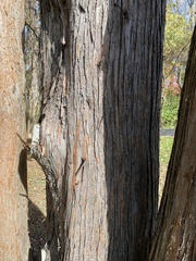 Cupressaceae