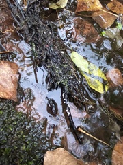 Hymenoscyphus imberbis