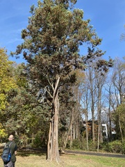 Cupressaceae