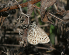 Triphysa nervosa