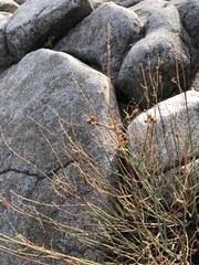 Plantaginaceae