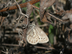 Triphysa nervosa