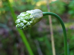 Allium microdictyon