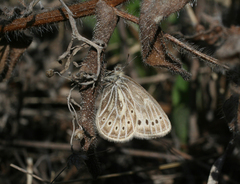 Triphysa nervosa