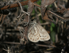 Triphysa nervosa