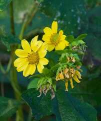 Smallanthus uvedalia