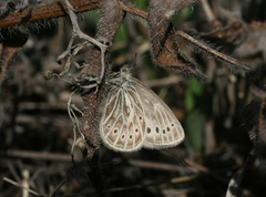 Triphysa nervosa