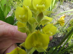Pterygodium acutifolium