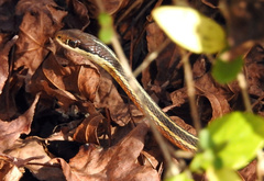 Thamnophis saurita saurita