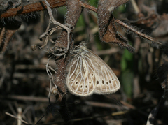 Triphysa nervosa