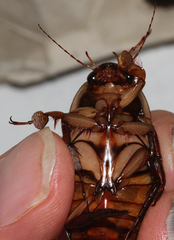 Dytiscus dimidiatus
