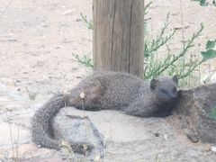 Herpestes pulverulentus