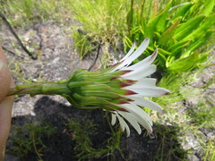 Gerbera crocea
