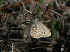 Triphysa nervosa