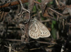 Triphysa nervosa