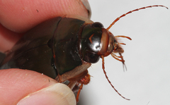 Dytiscus dimidiatus