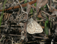 Triphysa nervosa