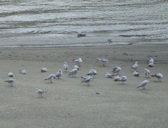 Chroicocephalus ridibundus