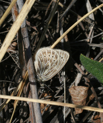 Triphysa nervosa