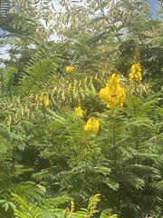 Peltophorum