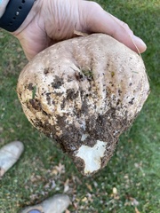 Calvatia cyathiformis