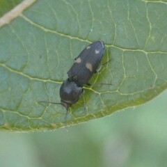 Paracardiophorus
