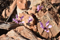 Cyclamen graecum