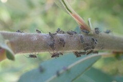 Tuberolachnus salignus