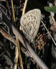 Triphysa nervosa