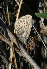 Triphysa nervosa