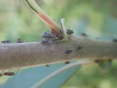 Tuberolachnus salignus