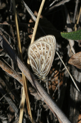 Triphysa nervosa