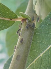 Tuberolachnus salignus