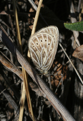 Triphysa nervosa
