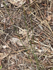 Xyris caroliniana