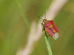 Carpocoris pudicus