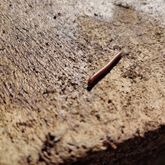 Parajulidae