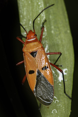 Dysdercus koenigii