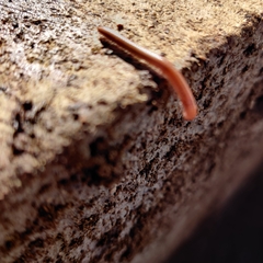 Parajulidae