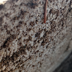 Parajulidae