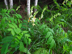 Lathyrus gmelinii