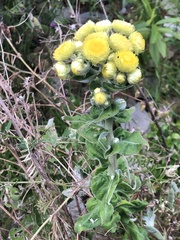 Helichrysum foetidum