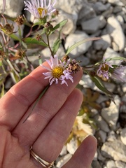 Symphyotrichum robynsianum