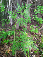 Conioselinum tataricum
