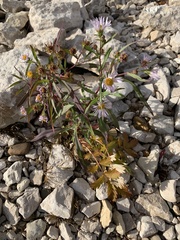 Symphyotrichum robynsianum